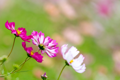 秋桜
