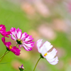 秋桜