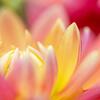 Dahlia