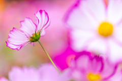 秋桜