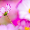 秋桜
