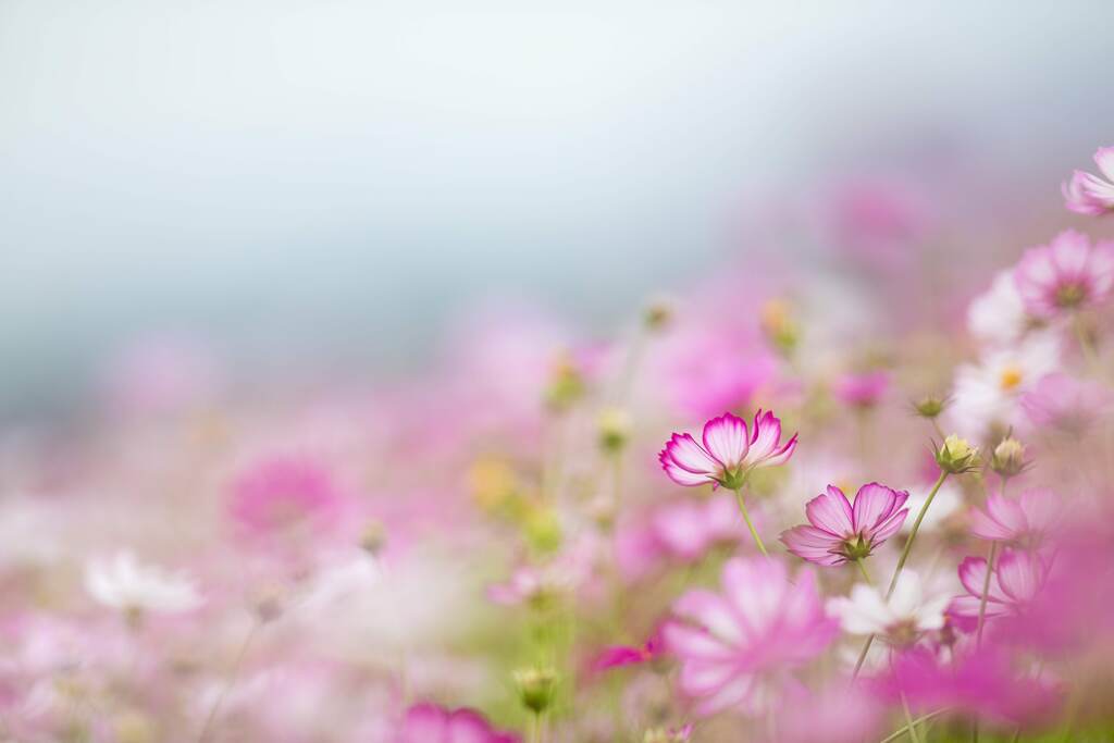 秋桜