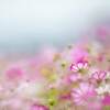 秋桜