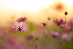 夕暮れ秋桜
