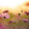 夕暮れ秋桜