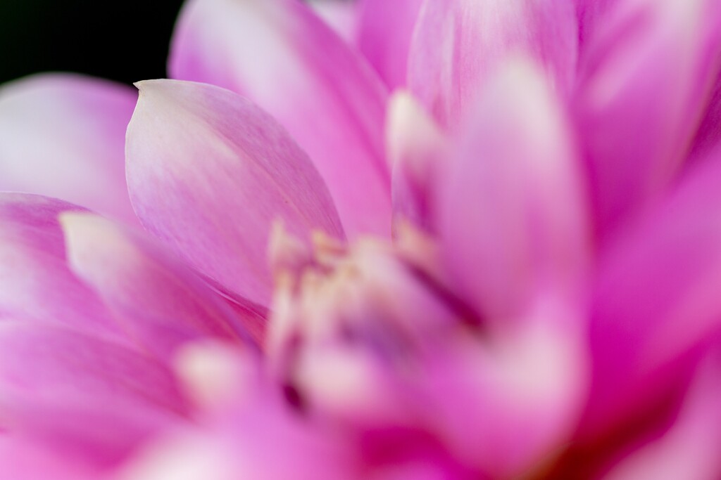 Dahlia