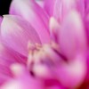Dahlia