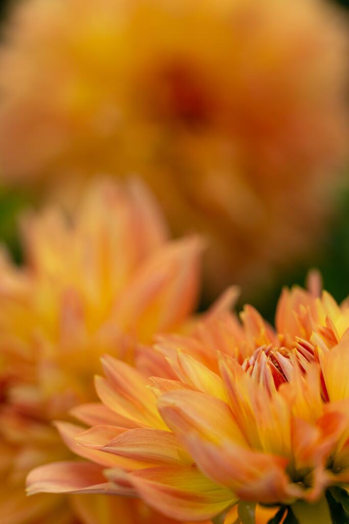 Dahlia