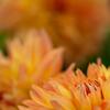 Dahlia