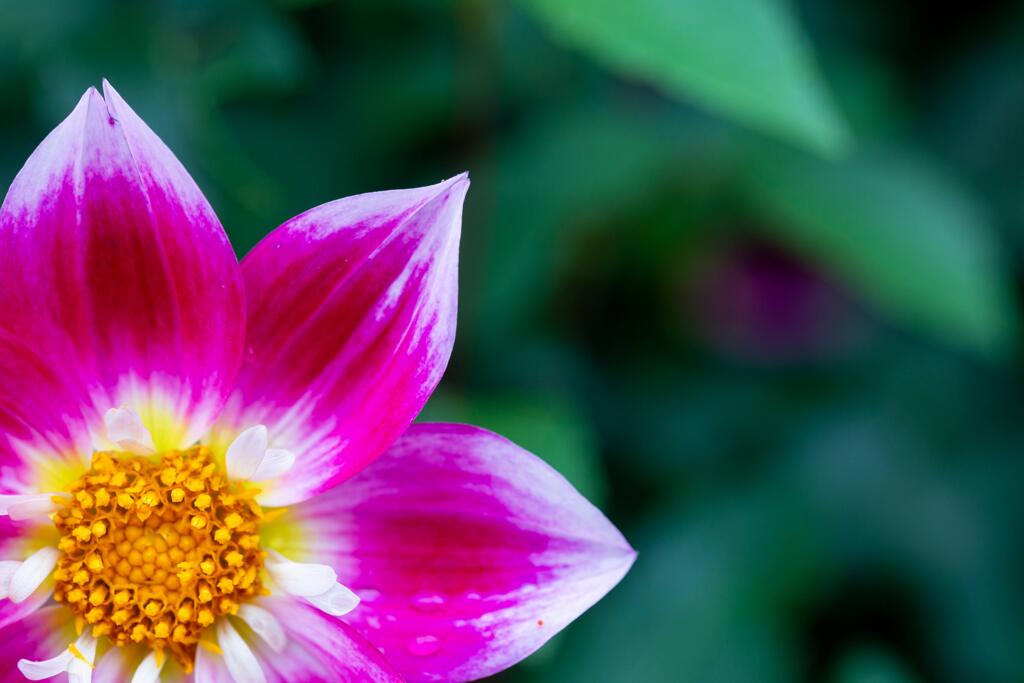 Dahlia