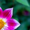 Dahlia