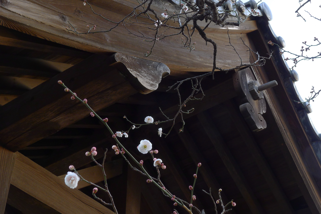 寺 風景