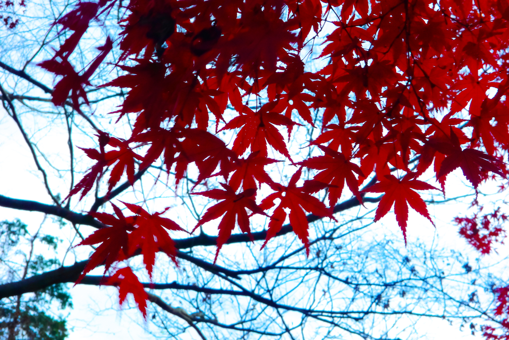 紅葉