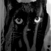 neko