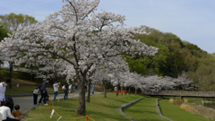 公園 風景