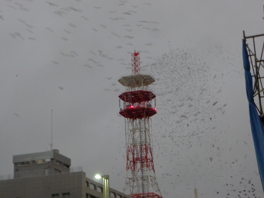 鳥の叫び
