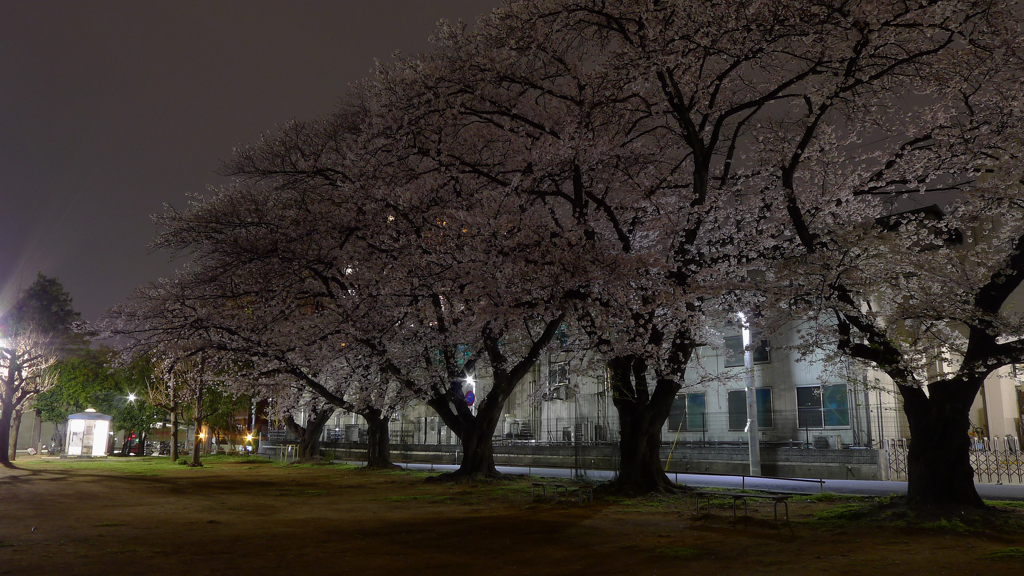 公園 夜景