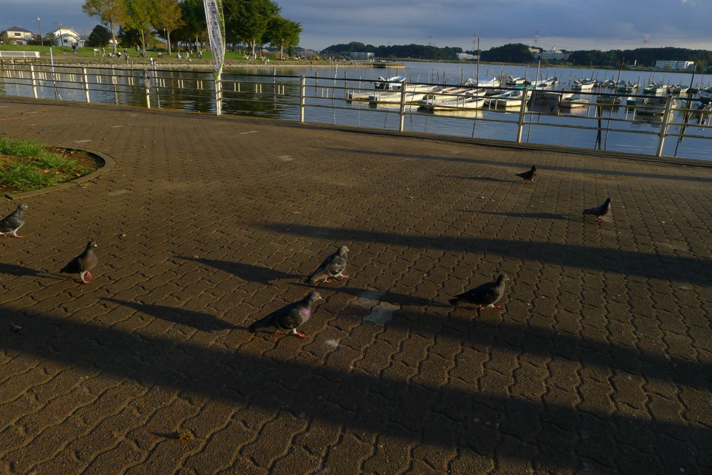 夕日に向かって