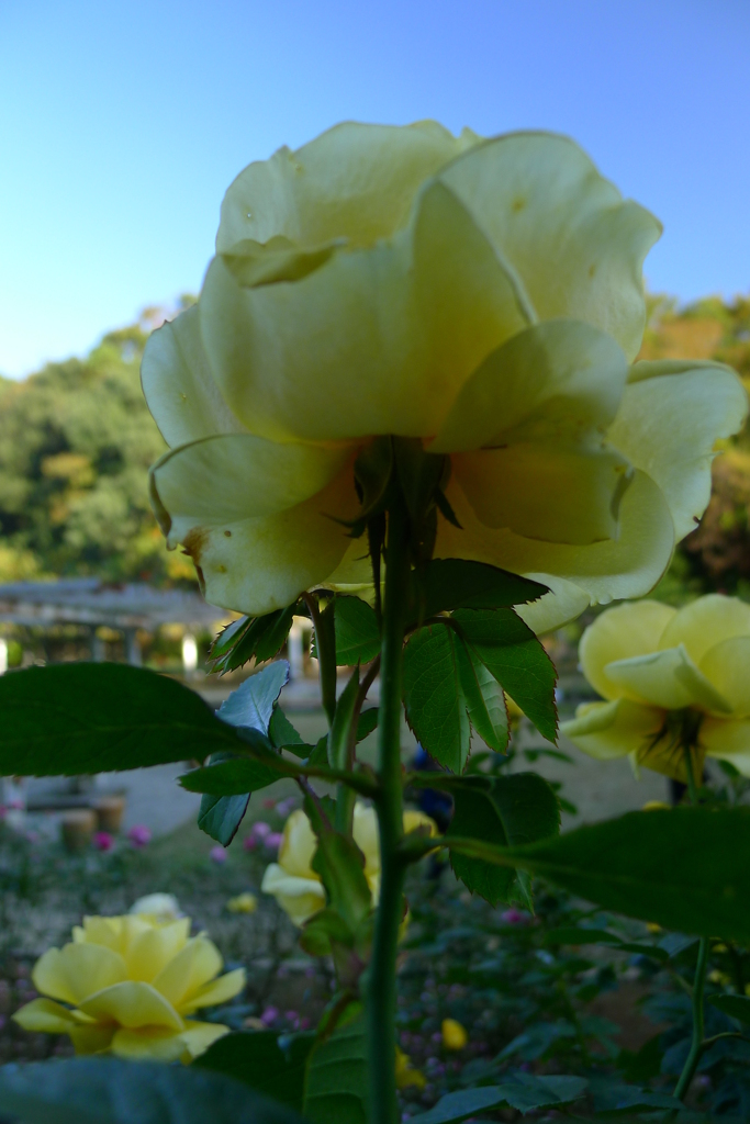 秋花 ベージュ系黄色