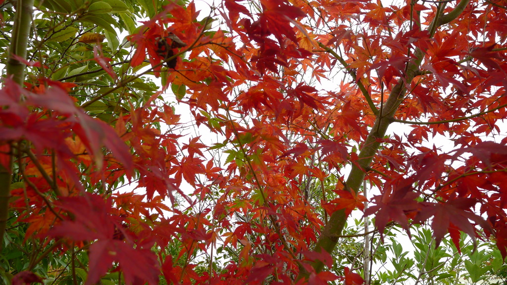 紅葉