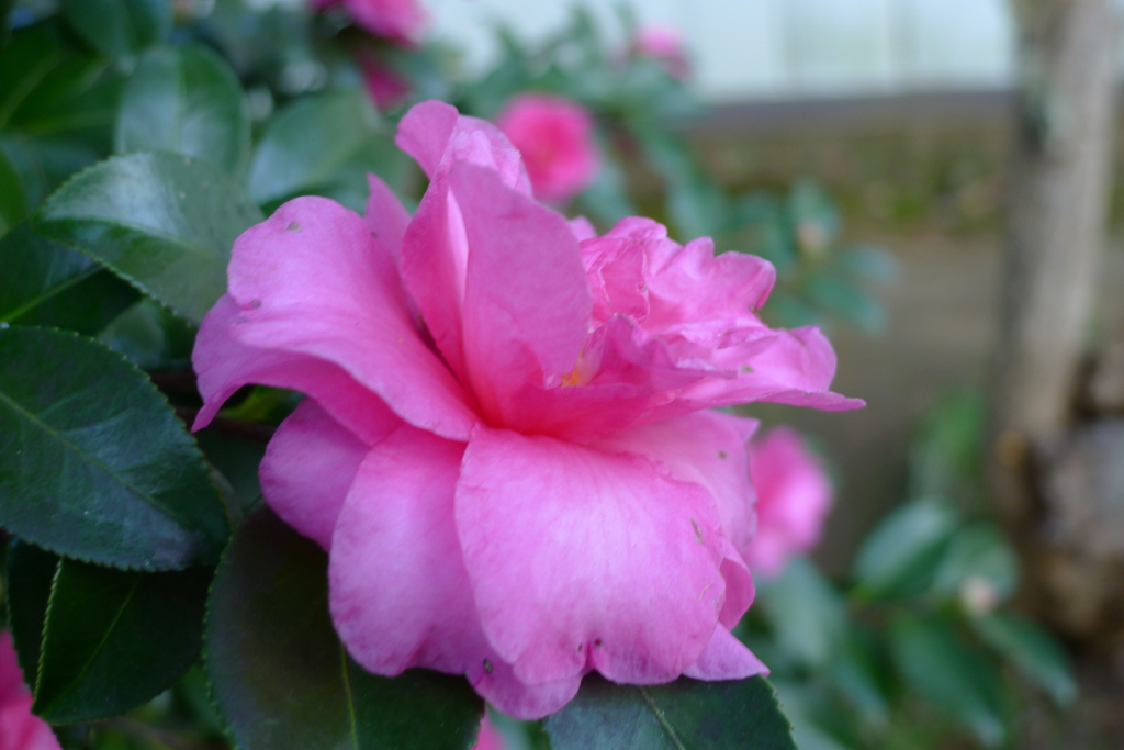 秋花 ピンク