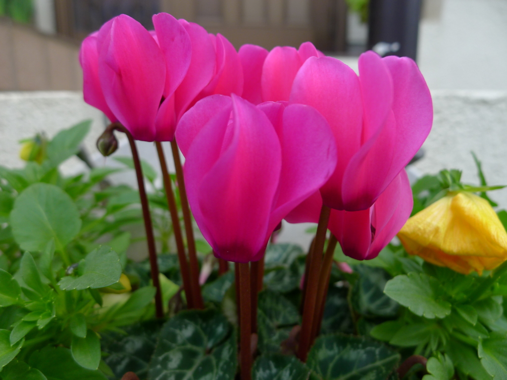 秋花 ピンク