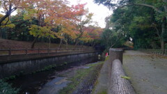 秋川と緑２