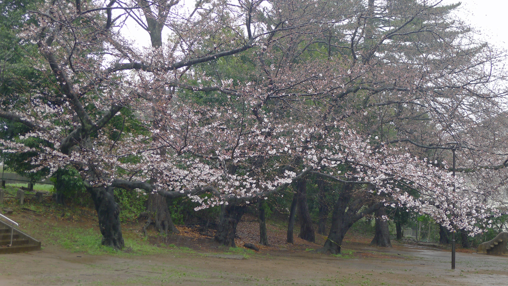 雨 花風景
