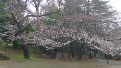 雨 花風景