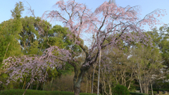 花 風景