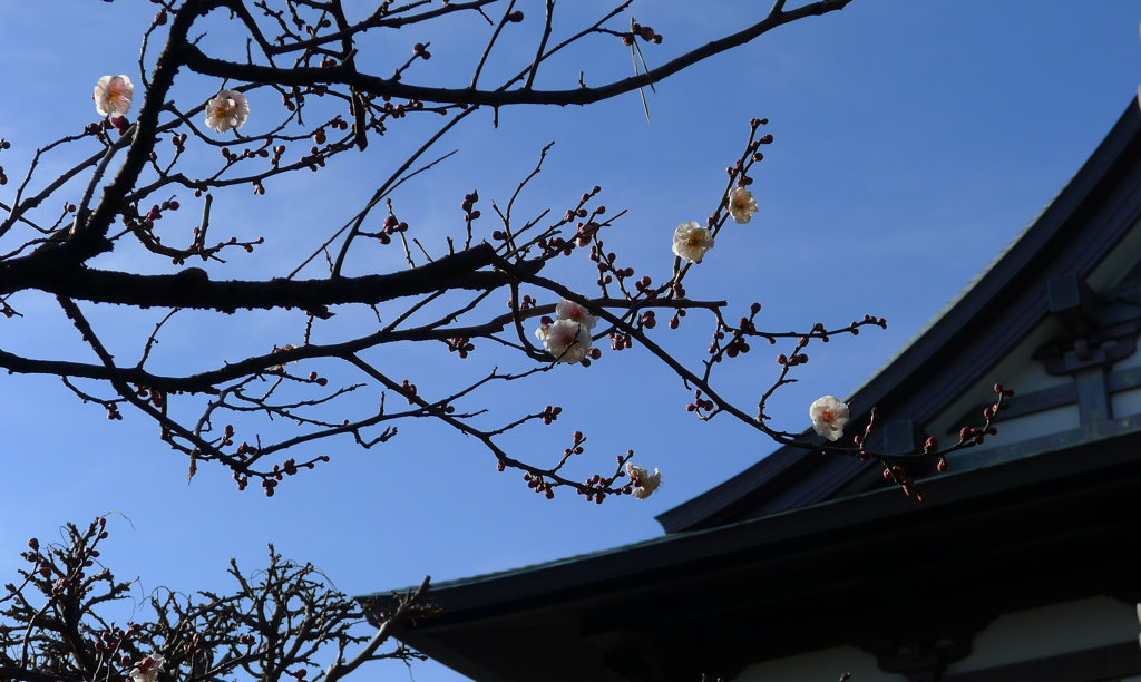 寺 風景