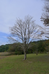 秋樹木