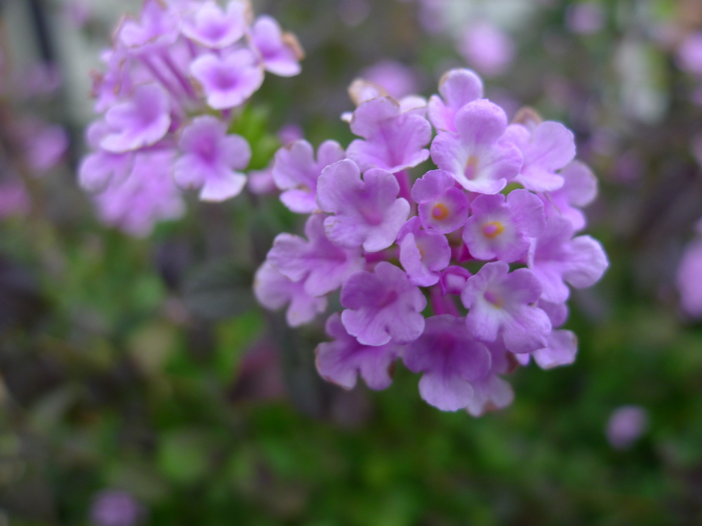 秋花 薄紫