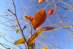秋紅葉