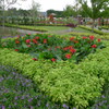 公園 花緑