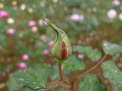 秋花