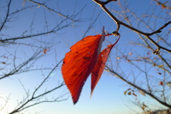 紅葉 風景