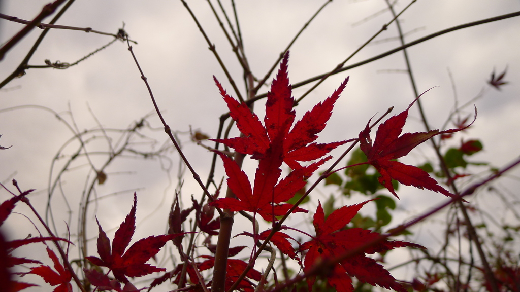 紅葉