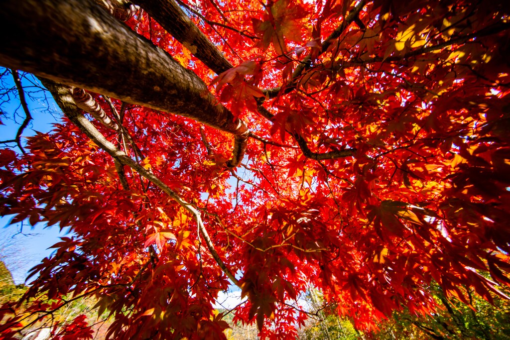 紅葉