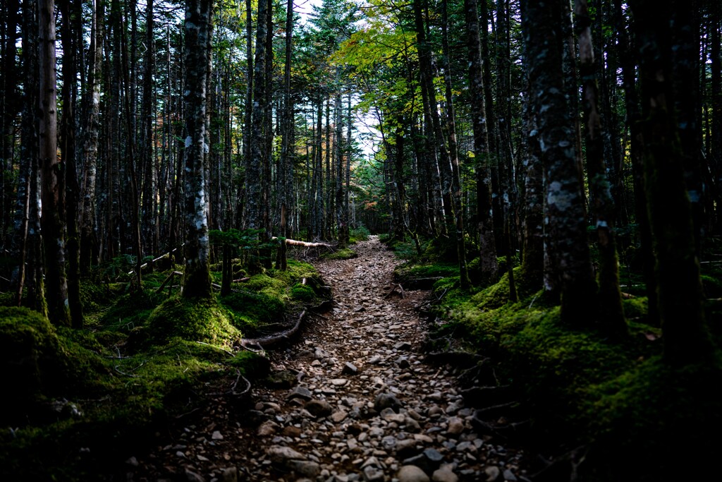 登山道