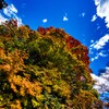 日光二荒山神社　紅葉