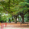 Autumn deepens