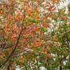 Autumn deepens