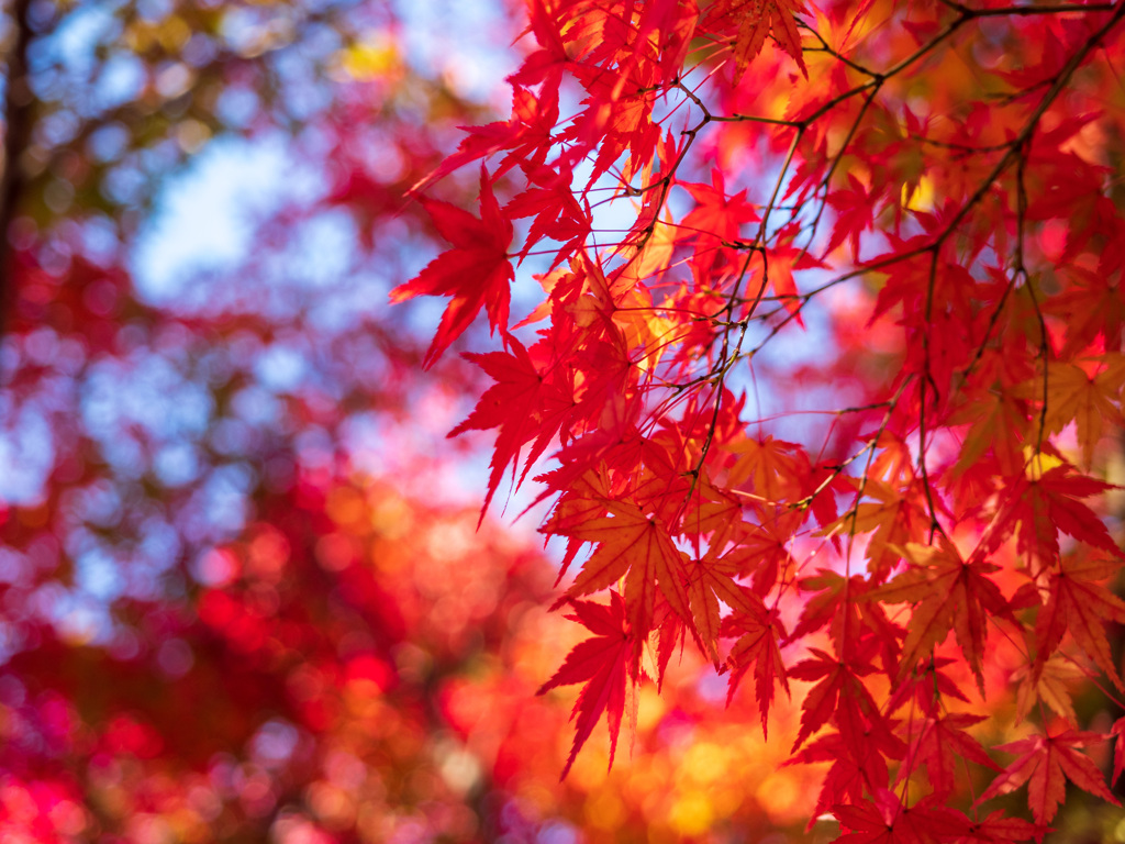 紅葉狩り