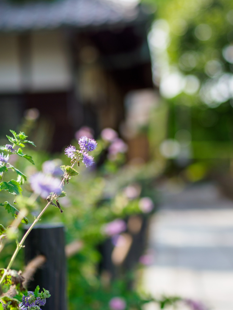 金亀山極楽寺三学院(埼玉県蕨市)
