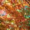 紅葉狩り