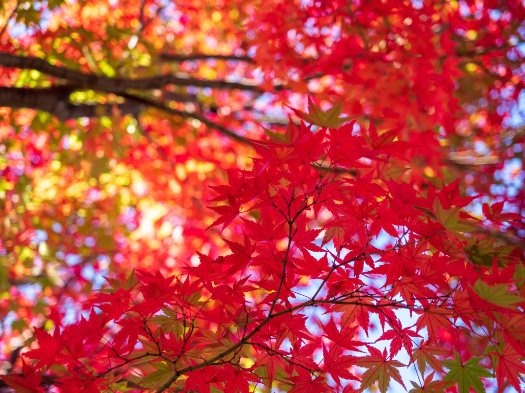 紅葉狩り