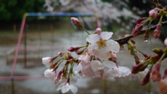 桜・雨 風景