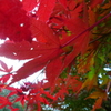 紅葉・パワードレッド