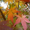 紅葉カラー２